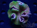 WYSIWYG Sarcophyton