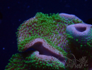 WYSIWYG Sarcophyton sp 65