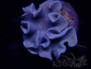 WYSIWYG Sarcophyton