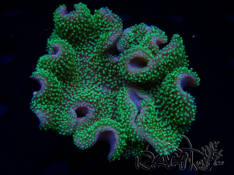 WYSIWYG Sarcophyton sp 67
