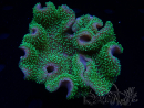 WYSIWYG Sarcophyton