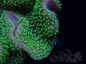 WYSIWYG Sarcophyton