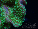 WYSIWYG Sarcophyton sp 67