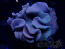WYSIWYG Sarcophyton sp 69