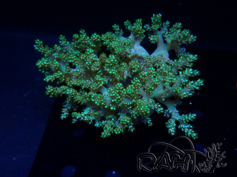 WYSIWYG Litophyton sp 1