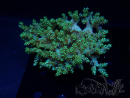 WYSIWYG Litophyton sp 1