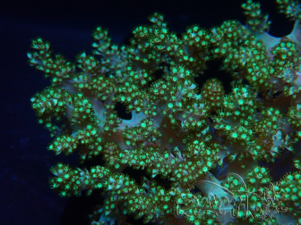 WYSIWYG Litophyton sp 1