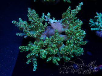 WYSIWYG Litophyton sp 7