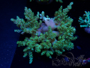 WYSIWYG Litophyton sp 7