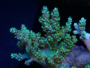 WYSIWYG Litophyton sp 7