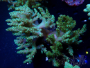 WYSIWYG Litophyton sp 3
