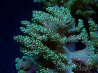 WYSIWYG Litophyton sp 3
