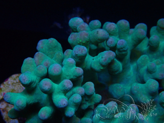 WYSIWYG Sinularia sp 16