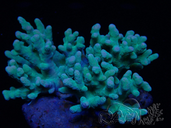 WYSIWYG Sinularia sp 15