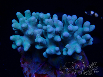 WYSIWYG Sinularia sp 14