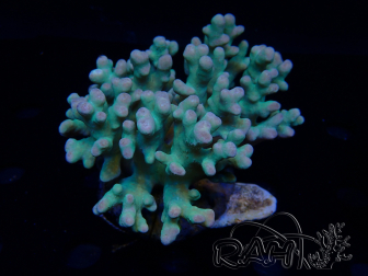 WYSIWYG Sinularia sp 8