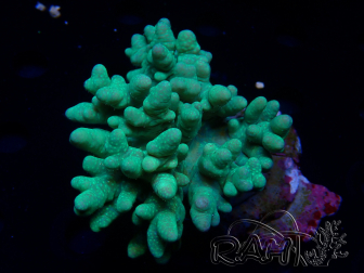 WYSIWYG Sinularia sp 6