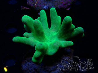 WYSIWYG Lobophyton sp 41