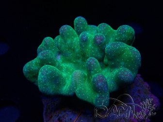WYSIWYG Lobophyton sp 3
