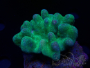 WYSIWYG Lobophyton sp 3