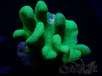 WYSIWYG Lobophyton sp 43
