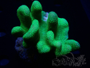 WYSIWYG Lobophyton