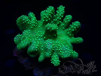 WYSIWYG Lobophyton
