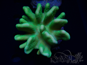 WYSIWYG Lobophyton sp 48