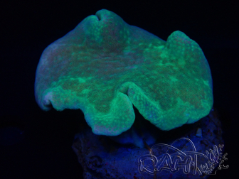 WYSIWYG Sarcophyton