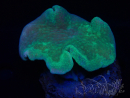 WYSIWYG Sarcophyton sp 5