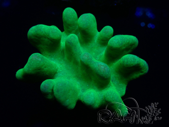 WYSIWYG Lobophyton sp 15