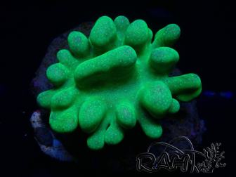 WYSIWYG Lobophyton sp 31