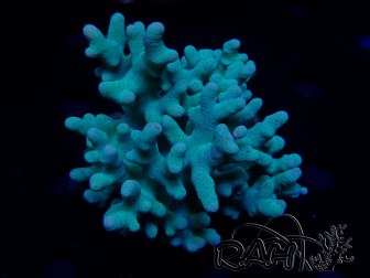 WYSIWYG Sinularia sp 11