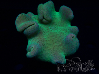 WYSIWYG Sarcophyton