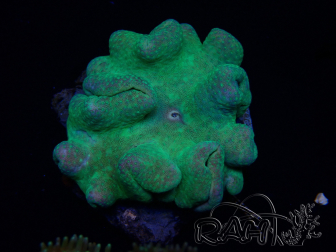 WYSIWYG Sarcophyton sp 44