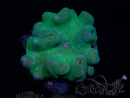 WYSIWYG Sarcophyton sp 44