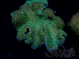 WYSIWYG Sarcophyton sp 43