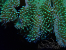 WYSIWYG Sarcophyton sp 43