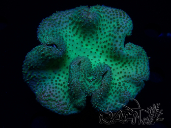 WYSIWYG Sarcophyton sp 40