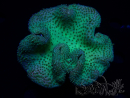 WYSIWYG Sarcophyton sp 40