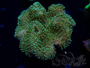 WYSIWYG Sarcophyton sp 42