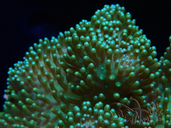 WYSIWYG Sarcophyton sp 42