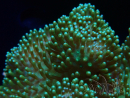 WYSIWYG Sarcophyton sp 42