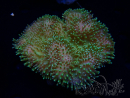 WYSIWYG Sarcophyton sp 49