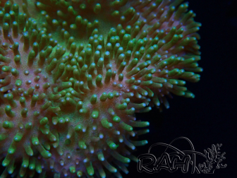 WYSIWYG Sarcophyton sp 49