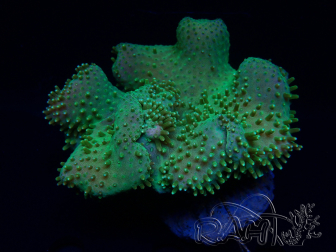 WYSIWYG Sarcophyton sp 47