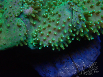 WYSIWYG Sarcophyton sp 47