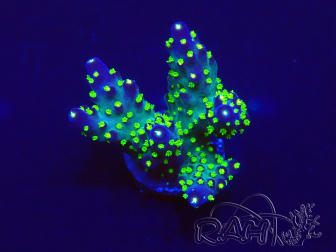 WYSIWYG Acropora 15A1 Maricultura aclimatada bajo LED