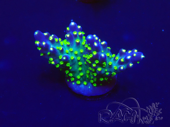 WYSIWYG Acropora 15A2 Mariculture acclimaté led