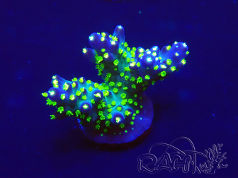 WYSIWYG Acropora 15A3 Mariculture acclimated under LED